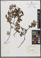 Foto von Salix L.